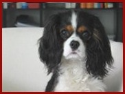 emma-tierrecht-team